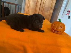 Adorable Male Chinese Sharpei Puppy for Sale (ORANGE, CA ONLY)