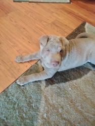 For sale 1 male 1 female Shar pei puppies