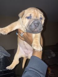 Sharpei for sell