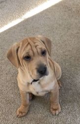 Sharpei-Beagle Puppy for sale