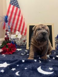 Adorable Chinese Shar-Pei for Rehoming