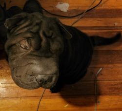 Chinese Shar Pei looking for furever home