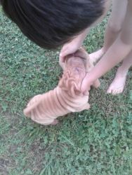 Beautiful fullblooded female shar pei puppy for sale