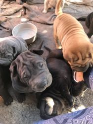 Shar pei puppies need a home