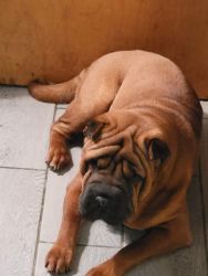 Shar pei male 1 year old