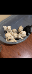 Pups for rehoming