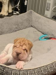Shar pei puppyes for sale 8 weeks old