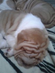 Full blooded Chinese shar pei puppies for sale
