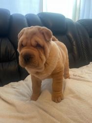 Adorable Chinese Shar Pei for Sale