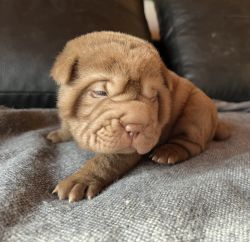 Chinese Shar Pei puppies for sale