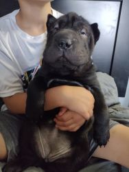 Full blooded Chinese Shar pei puppies female