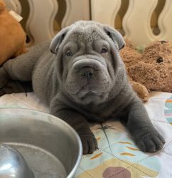 Chinese Sharpei Puppies Ready For Their Homes