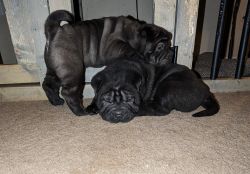 Shar-Pei puppies looking for a good home
