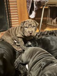Cute and smart micro bully mix shar pei