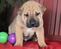 AKC Registered Chinese Shar-Pei Puppies