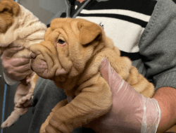 Akc Chines shar pei pups are ready for new homes