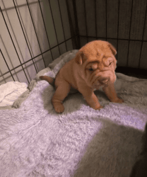 Beautiful Chunky Shar-Pei Puppies