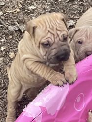 Chinese Shar Pei/ Bully puppies