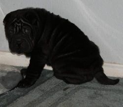 Chinese Shar-Pei Puppies For sale
