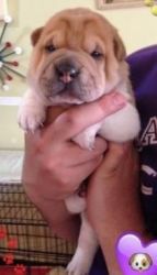 Chinese Shar-Pei Puppy for Sale