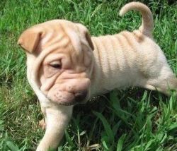 Lovely Chinese Shar-Pei Puppies