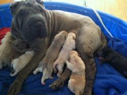 Shar pei Puppies for sale