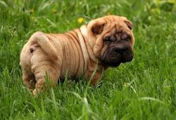 Untouchables Chinese Shar-pei Puppies For Sale