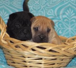 Pojb Chinese Shar-pei Puppies For Sale