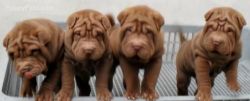 Beautiful Wrinkly quality Shar Pei puppies