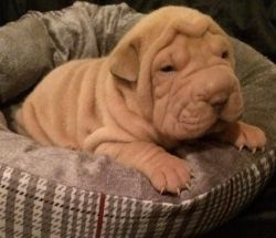 Chinese Shar-pei Puppies For Sale