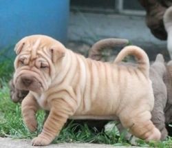 Shar Pei Puppies For Sale
