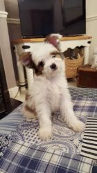 Cute Chinese Crested Powderpuff Puppies