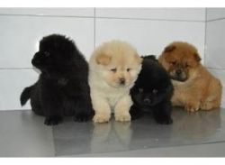 Male and Female Chow Chow puppies