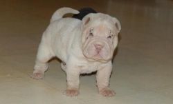 Cute Potty trained Chinese Shar Pei