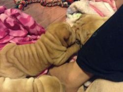 Adorable Male/female Chinese Shar Pei