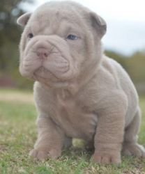 Lovely pure breed Shar Pei puppies.