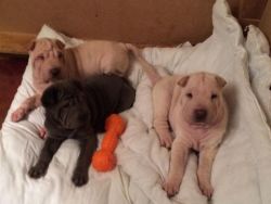 Akc Registered Chinese Shar-pei Puppies
