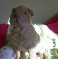 Agreeable Chinese Shar-pei Puppies For Sale