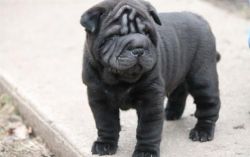 Lovely Pure Breed Chinese Shar Pei Puppies.