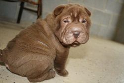 Stunning Shar Pei Puppies For New Home.
