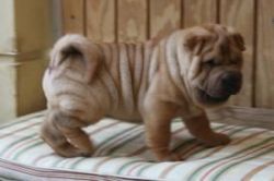 Adorable Shar Pei Puppies Now For Sale