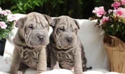 Quality Chinese Sharpei Pups For Sale