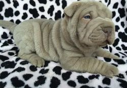 Chinese Shar-pei Puppies For Sale