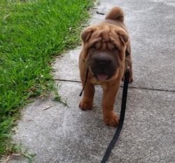 Noble Chinese Shar-Pei puppies for sale