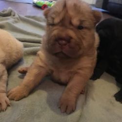clever Chinese Shar-pei puppies
