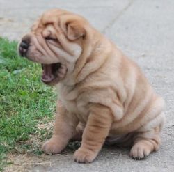 Fantastic Chinese Shar Pei Puppies For Sale
