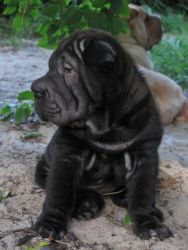 Chinese Shar-pei Puppies Needs A New Family