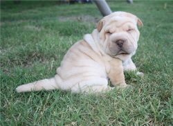 Male and Female chocolate shar pei puppy