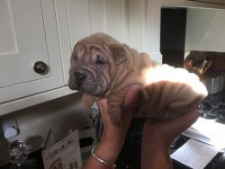 Simply The Best Pups For Sale Kc Reg