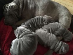 Shar-pei Puppies For Sale